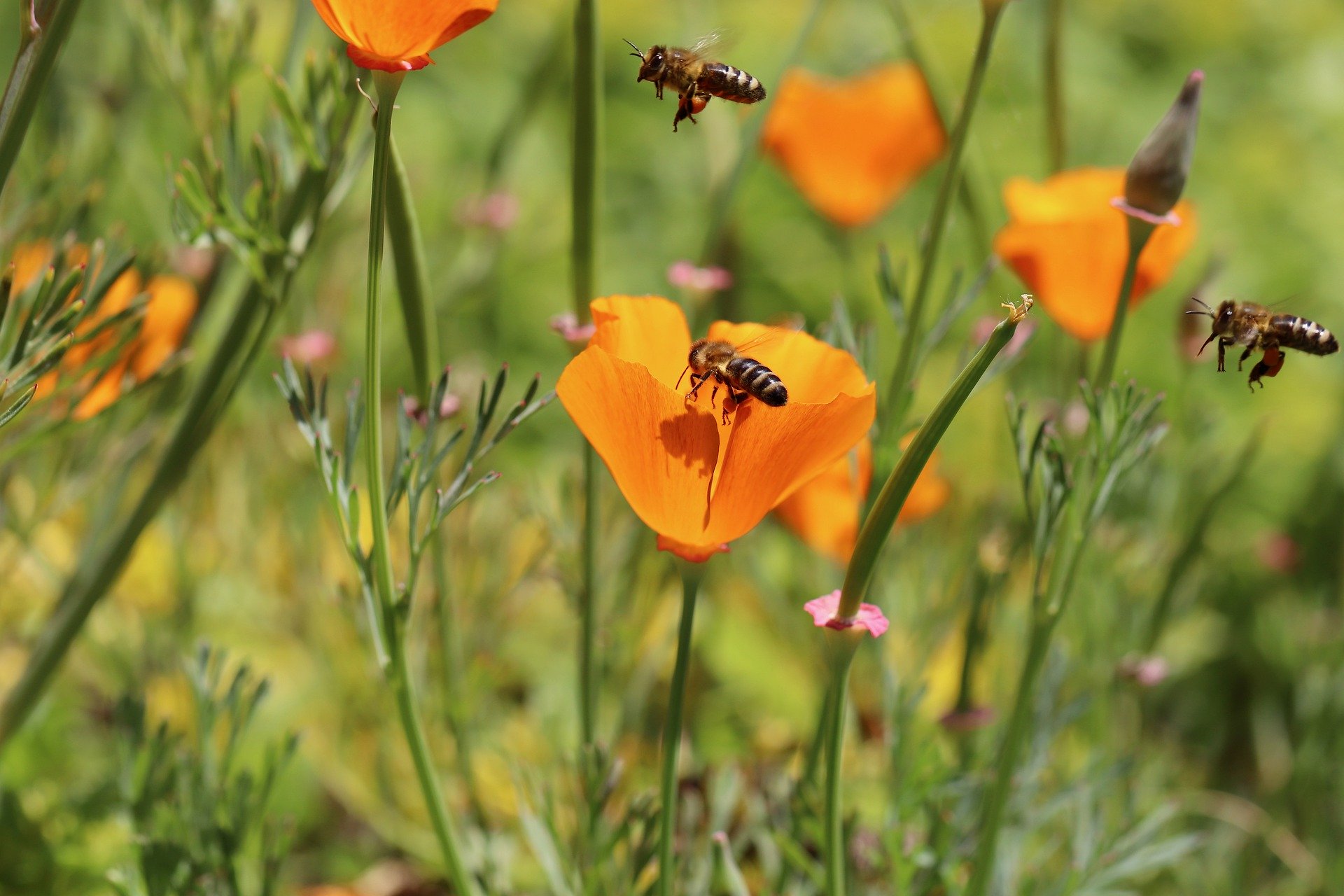 Bienenweiden für Rheinhausen – Aktuelle Updates zum Projekt
